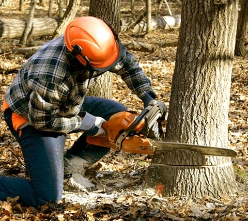 Tree Removal in Roseglen, ND